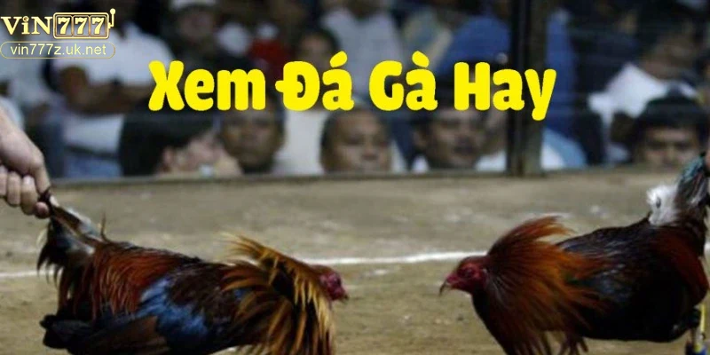 chien-thuat-chon-ga-va-phan-tich-tran-dau Chiến thuật chọn gà và phân tích trận đấu