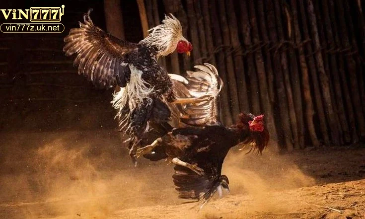 dac-diem-noi-bat-cua-da-ga-thomo Đặc điểm nổi bật của đá gà thomo