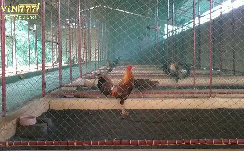 ky-thuat-huan-luyen-va-cham-soc-ga-da-hieu-qua Kỹ thuật huấn luyện và chăm sóc gà đá hiệu quả