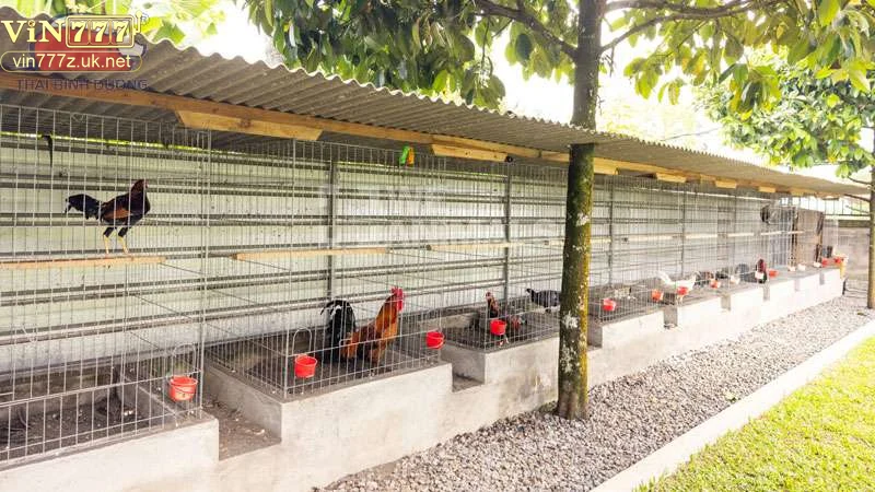 che-do-dinh-duong-hop-ly Mẹo nuôi gà đá - Chế độ dinh dưỡng hợp lý