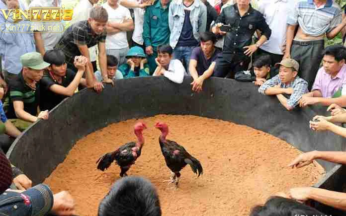 huong-dan-cach-lua-chon-truong-ga-phu-hop-voi-nguoi-choi Hướng dẫn cách lựa chọn trường gà phù hợp với người chơi