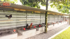 Chế độ dinh dưỡng hợp lý